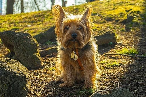 1000-teiliges Puzzle für Erwachsene, Puzzles, Yorkshire Terrier, Brain Challenge, Puzzle für Kinder, Lernspiele, perfekt für Kinder, Lernspiel, Unterhaltungsgeschenk, 38 x 26 cm von EZMLFA