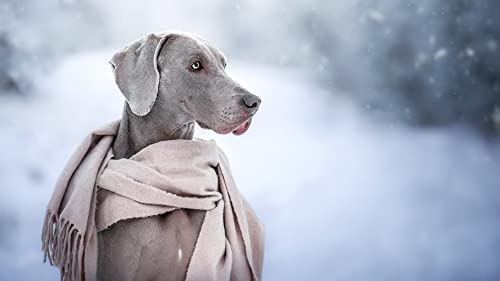 1000-teiliges Puzzle für Erwachsene, Weimaraner-Gehirn-Herausforderungspuzzle für Kinder, Lernspiele, Gehirn-Herausforderungspuzzle für Kinder, Lernspiele, Geschenk, 38 x 26 cm von EZMLFA