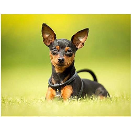 1000-teiliges Puzzle für Kinder, Zwergpinscher-Hundepuzzle, Spiele für Erwachsene und Kinder, Lernspielzeug, Puzzle, 52 x 38 cm von EZMLFA