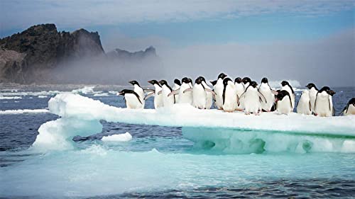 Adeliepinguine auf den Persecheninseln, Antarktis, Puzzle 2000 Teile, Puzzle für Erwachsene und Kinder, 70 x 100 cm Adeliepinguine auf den Persecheninseln, Antarktis, Puzzle 2000 Teile, Puzzle für Erwachsene und Kinder, 70 x 100 cm von EZMLFA