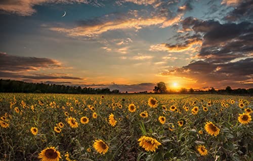 Denkspiel für Erwachsene, Puzzle 1000 Teile, natürliche Schönheit, Sonnenblumen, Sonnenuntergang, 38 x 26 cm von EZMLFA