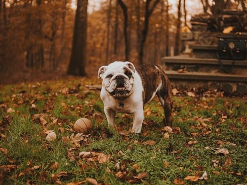 Erwachsenenpuzzle ab 14 Jahren, Bulldogge, Maulkorb, Ball 50x70CM von EZMLFA