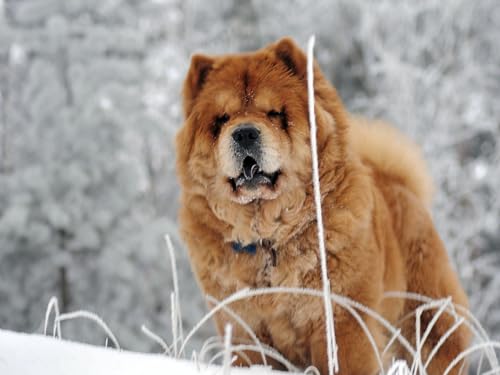 Erwachsenenpuzzle ab 14 Jahren, Chow, Chow-Chow, Hund, Gesicht 38x52CM Erwachsenenpuzzle ab 14 Jahren, Chow, Chow-Chow, Hund, Gesicht 38x52CM von EZMLFA