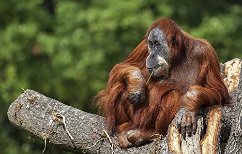 Klassische Puzzle, 1000 Teile, Affe, Orang-Utan, 70 x 50 cm von EZMLFA