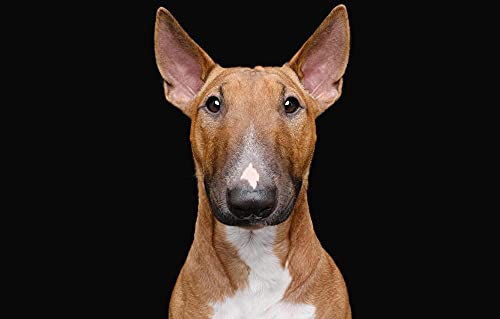 Puzzle 1000 Teile Bullterrier für Hunde 38x26CM von EZMLFA