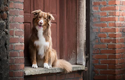 Puzzle 1000 Teile Hund Australian Shepherd 52x38CM von EZMLFA