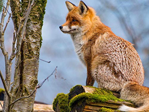 Puzzle 1000 Teile für Erwachsene Brauner Fuchs im starken Schneefall Erwachsenenpuzzle 70x50CM von EZMLFA