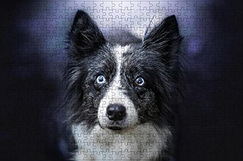 Puzzle 2000 Teile Border Collie Hund schaut Tier Geburtstagsgeschenk 70x100CM von EZMLFA