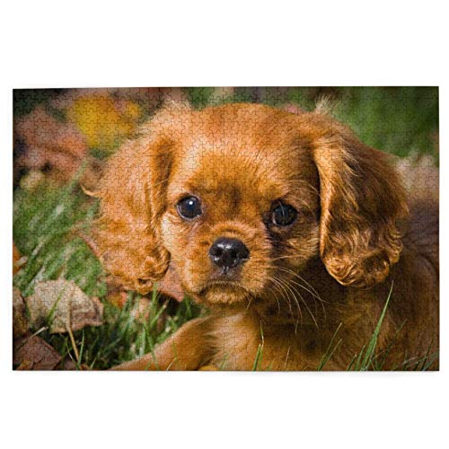 Puzzle 2000 Teile Cavalier King Charles Spaniel Braune Lockenhunde Puzzlespielzeug Familienspiel Wanddekoration für Erwachsene Teenager 70x100CM von EZMLFA