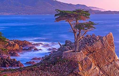 Puzzle für Erwachsene, 1000 Teile, Baum an der Küste von Lone Cypress Point, Klassische Puzzles, 70 x 50 cm von EZMLFA