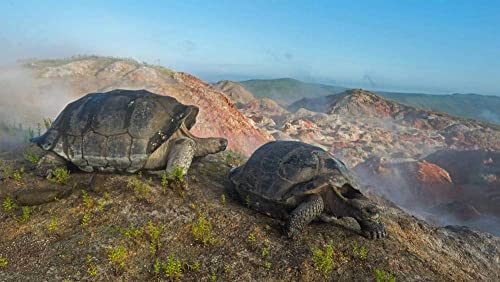 Puzzle für Erwachsene, 2000 Teile, Schildkröte auf dem Vulkan Alcedo, Galapagosinseln, Puzzle 70 x 100 cm Puzzle für Erwachsene, 2000 Teile, Schildkröte auf dem Vulkan Alcedo, Galapagosinseln, Puzzle 70 x 100 cm von EZMLFA