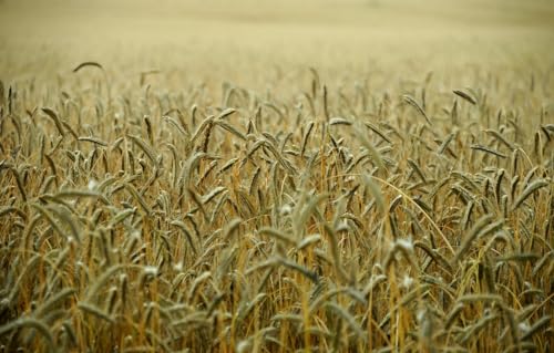 Sammelpuzzle für Erwachsene und Kinder – 2000 Teile, Weizen, Feld, Weizenfeld 70x100CM von EZMLFA