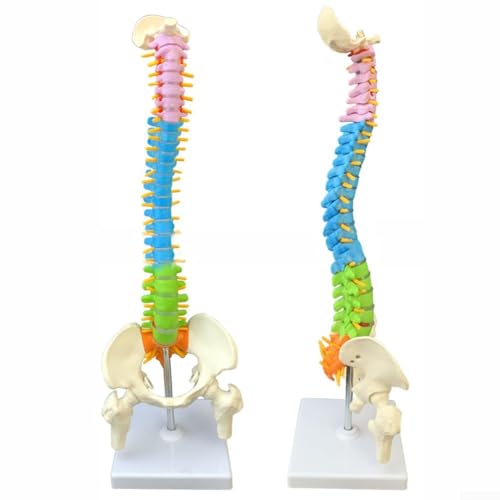 Realistisches 45 cm langes menschliches Wirbelsäulenmodell, entworfen für pädagogischen Gebrauch, mit detaillierten anatomischen Eigenschaften und Farbcodierung (45 cm) von EasyByMall