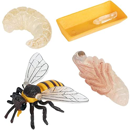 Eighosee Packung mit 4 Insekten Figuren Lebens Zyklus der Honigbiene Realistische Insekten Figuren Spielzeug PäDagogisches Modell Spielzeug von Eighosee