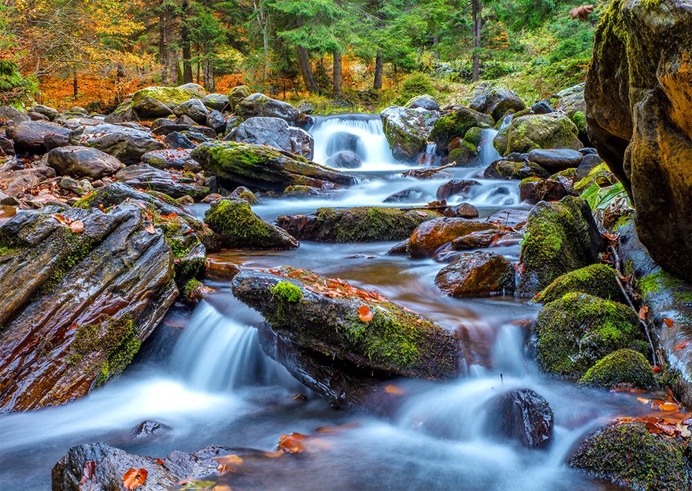 Enjoy Puzzle Forest Stream in Autumn 1000 Teile Puzzle Enjoy-Puzzle-1281 von Enjoy Puzzle