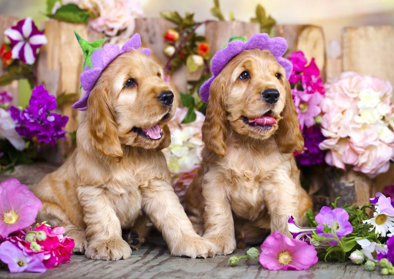 Enjoy Puzzle Spaniel Puppies with Flower Hats 1000 Teile Puzzle Enjoy-Puzzle-1263 von Enjoy Puzzle