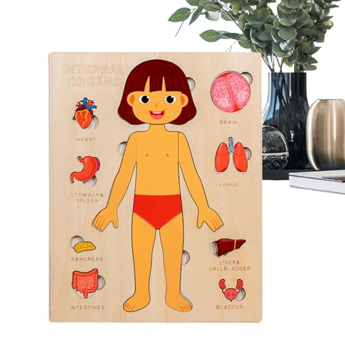 Erconsso Anatomie Für Kinder - Holz Lernspielzeug Menschliche Körperteile | Frühpädagogisches Lernspielzeug Für Kinder Und Jugendliche Mädchen Erconsso Anatomie Für Kinder - Holz Lernspielzeug Menschliche Körperteile | Frühpädagogisches Lernspielzeug Für Kinder Und Jugendliche Mädchen von Erconsso