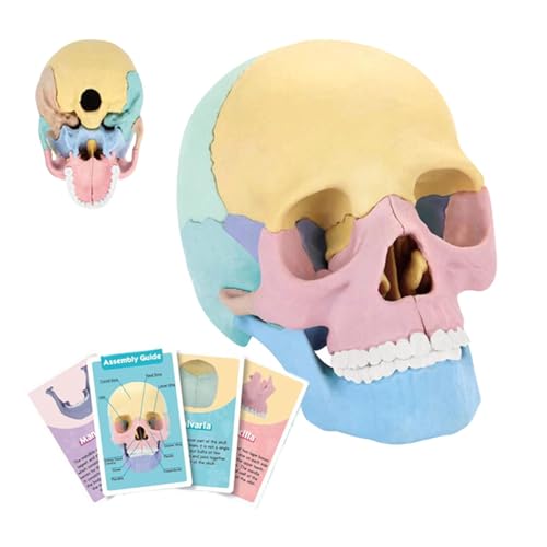 Totenkopf-Modell, buntes menschliches Schädel-Modell, Puzzle mit Totenkopf- und Wissenskarteikarten, abnehmbare Handflächengröße, medizinisches Schädelmodell, STEM-Spielzeug, Geschenk für Kinder von Erconsso