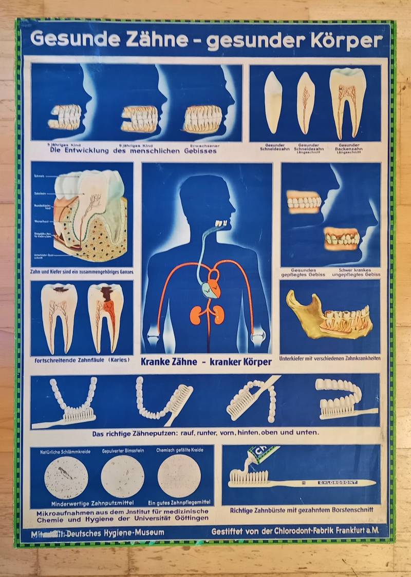 Lehrbild Zur Zahngesundheit 30Er40Er Jahre Auf Leinen Kaschiertem Papier von Etsy - GrukatShop