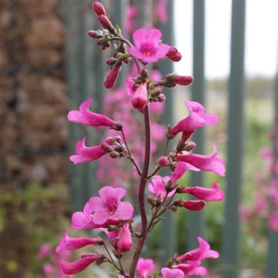 Penstemon Blume Essenz. Keine Lebenden Pflanzen von Etsy - HealingEarthStore