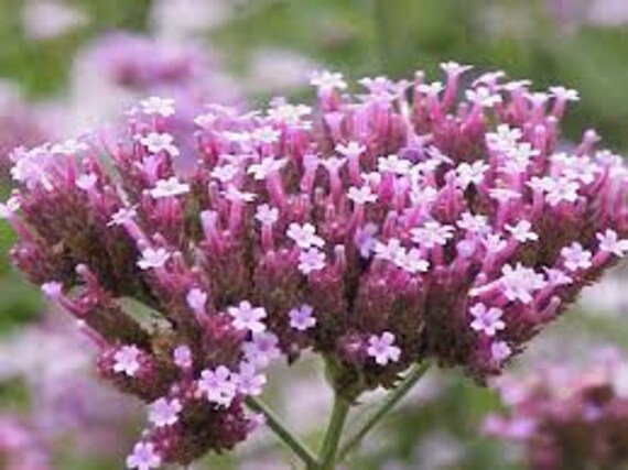 Vervain Blüten Essenz. Keine Lebenden Pflanzen von Etsy - HealingEarthStore