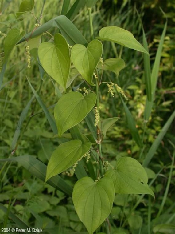 Wilde Yamswurzelblüten-Essenz. Keine Lebenden Pflanzen von Etsy - HealingEarthStore