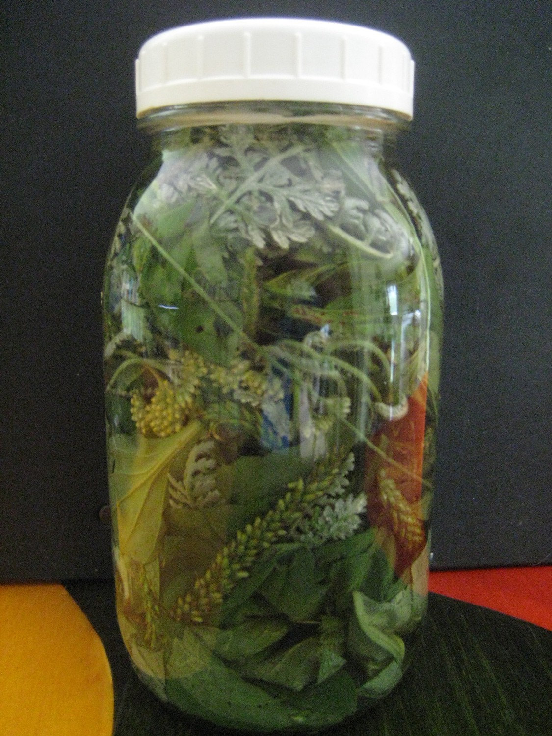 Insekten, Käferbisse, Kräuteressig-Körperspray, Kinder, Haustiere Insekten, Käferbisse, Kräuteressig-Körperspray, Kinder, Haustiere von Etsy - MeadowMuffinGardens