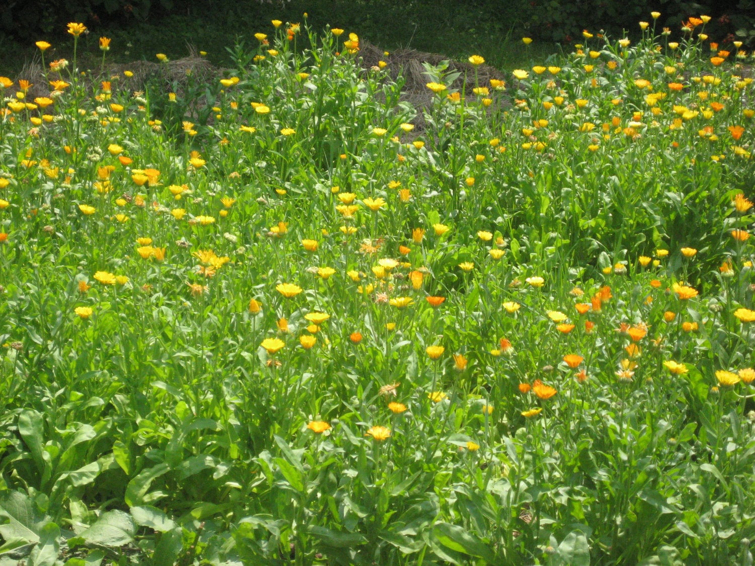 Ringelblumensalbe, Stillsalbe, Kräutersalbe von Etsy - MeadowMuffinGardens