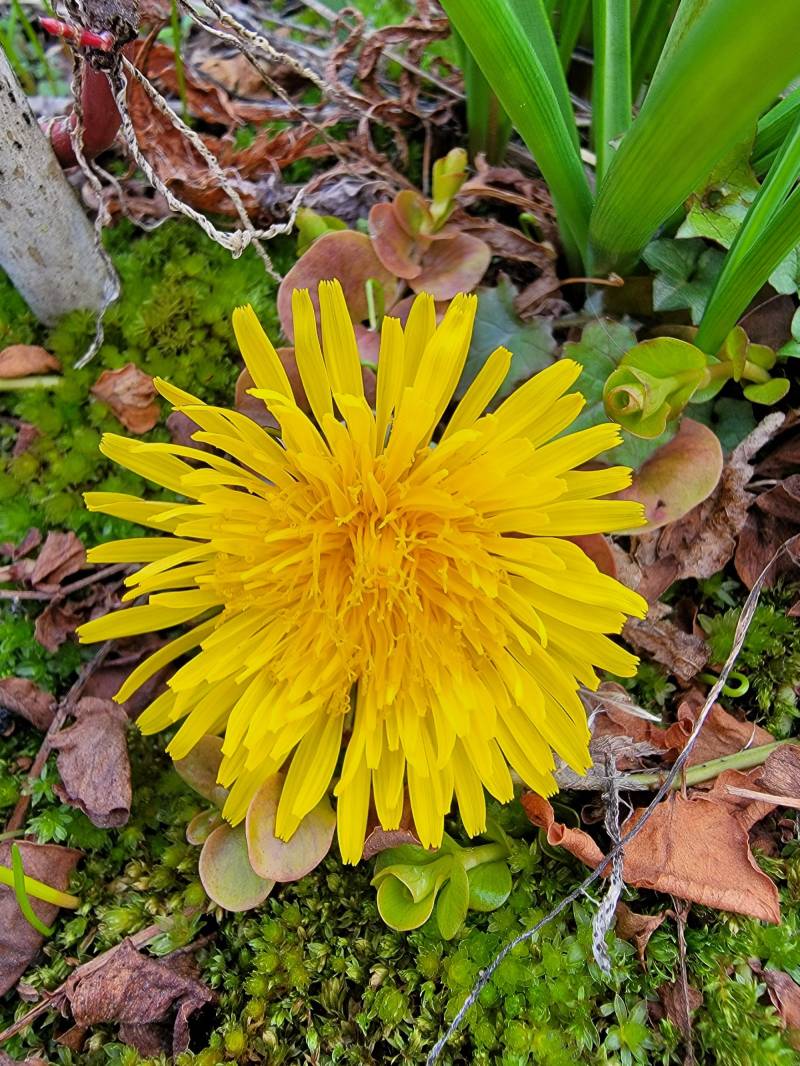 Dandelion Flower Infundiert Salve 4 Oz Limited Edition von Etsy - MeganEdgeBotanicals