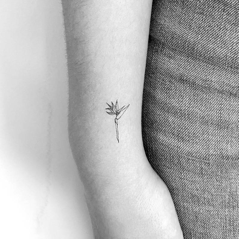 Kleiner Paradiesvogel Temporäres Tattoo | 3Er Set von Etsy - littletattoos