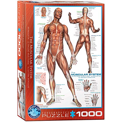 Eurographics 6000-2015 The Muscular System Puzzle, bunt, 48 x 68 cm von EuroGraphics