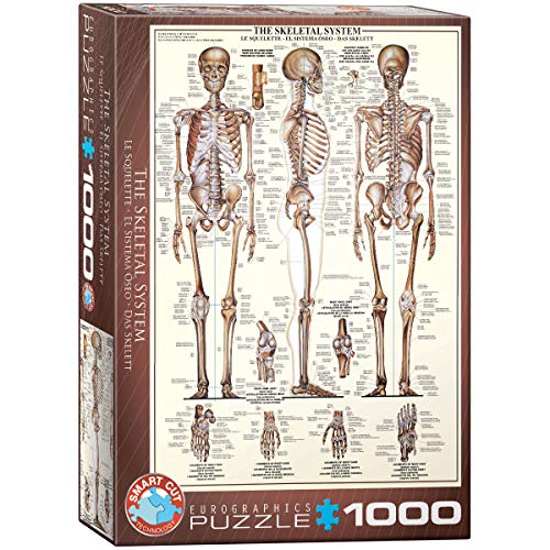 Eurographics 6000-3970 The Skeletal System Skelett Puzzle, bunt, Einheitsgröße von EuroGraphics