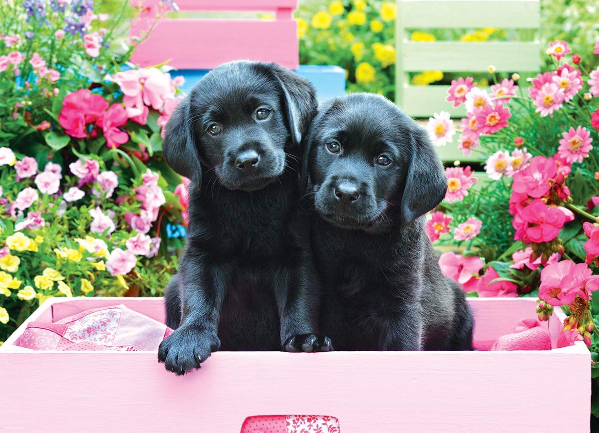 Eurographics XXL Teile - Black Labs in Pink Box 500 Teile Puzzle Eurographics-6500-5462 von Eurographics