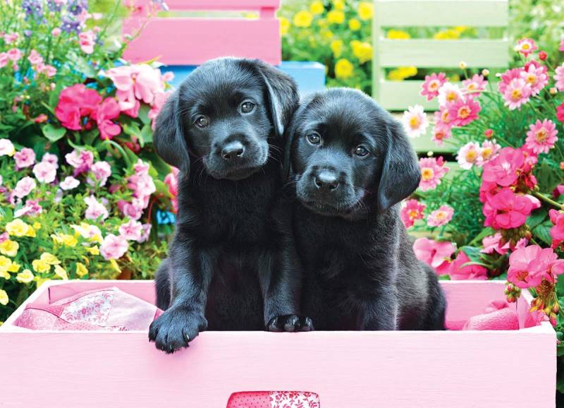 Eurographics XXL Teile - Black Labs in Pink Box 500 Teile Puzzle Eurographics-6500-5462 von Eurographics