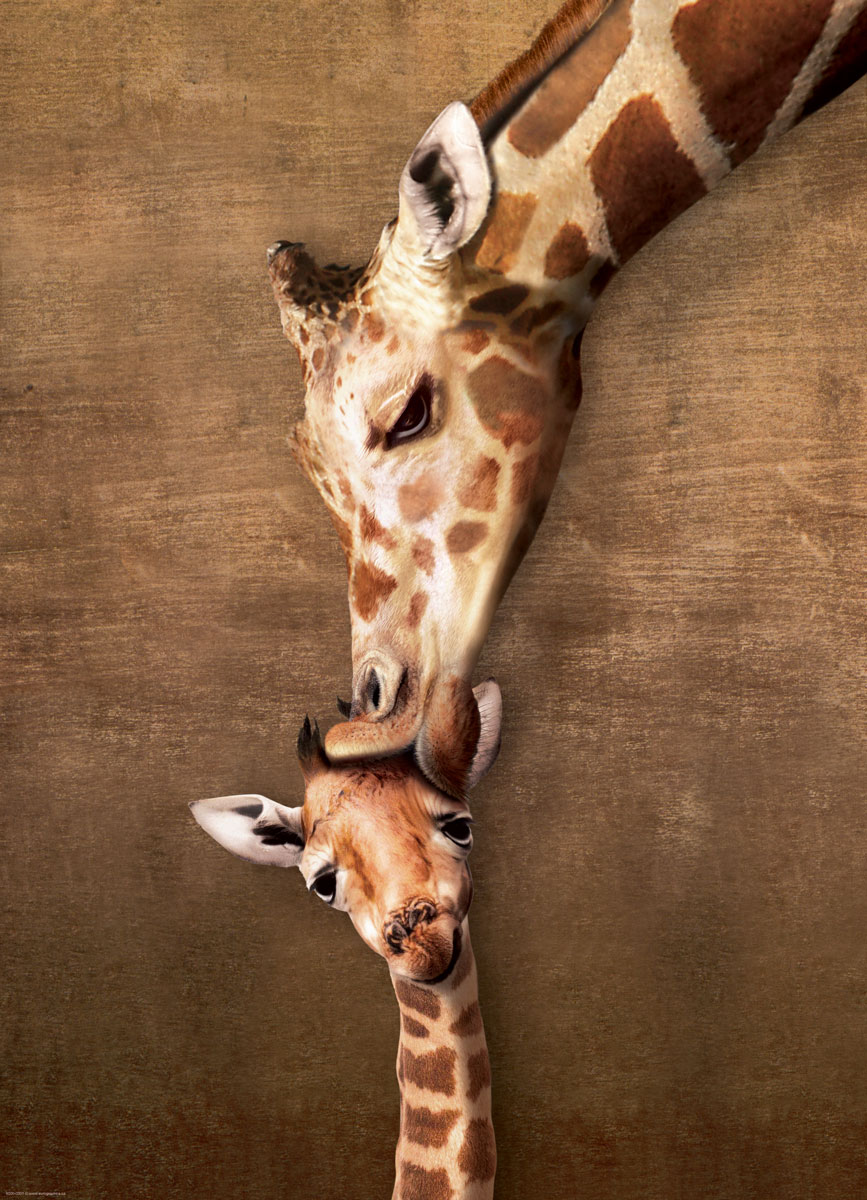 Eurographics XXL Teile - Giraffe Mother's Kiss 500 Teile Puzzle Eurographics-6500-0301 Eurographics XXL Teile - Giraffe Mother's Kiss 500 Teile Puzzle Eurographics-6500-0301 von Eurographics