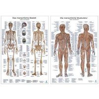 Anatomie-Lehrtafeln/Doppelpack von Europa-Lehrmittel