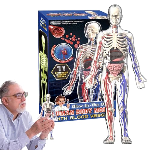 Euyehn Anatomie menschliches Körpermodell, Anatomie-Skelett, menschliches Körpermodell für Kinder, leuchtende Figur, Wohnzimmer, Schlafzimmer, Arbeitszimmer, Schreibtisch-Ornament für Tochter, Sohn von Euyehn