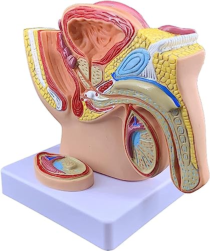 Männliches Becken männliches Genitalsystem Anatomisches Modell, 1:2 lebensgroße Männer Anatomie Becken mit Genitalmodell, männliches Prostata-Becken Reproduktives Harnsystem Modell für Schule von ExKaTe