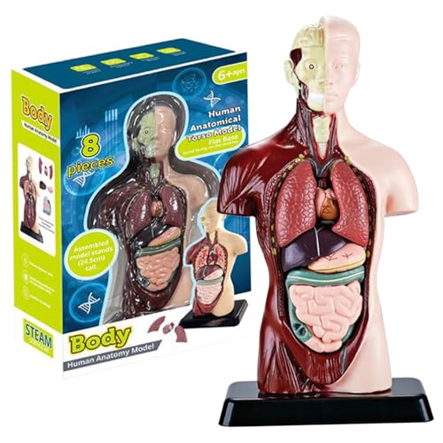 Menschliches Körpermodell für Kinder, 9,6 Zoll realistisches menschliches Anatomiespielzeug mit 6 abnehmbaren Organteilen, interaktives menschliches Körperspielzeug, Lernspielzeug für ab 6 Jahren von Eyccier