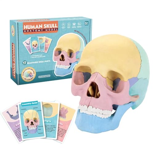 Totenkopf-Modell, menschlicher Kopf, anatomisches Modell, buntes Skelettspielzeug, menschliche Anatomie, Kopf-Skelett-Modell, menschliches Schädelkopfmodell für Bildung, Kunststudium, Kosmetikmedizin von FASSME