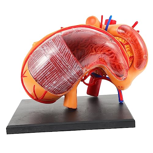 FELTECHELECTR 1 Stück Orgelanatomie Modellmodelle Lehrgerät Lehrdemonstrationsgerät Medizinisches Anatomisches Modell Magen Anatomisches Modell Lehrmodell Kunststoff von FELTECHELECTR