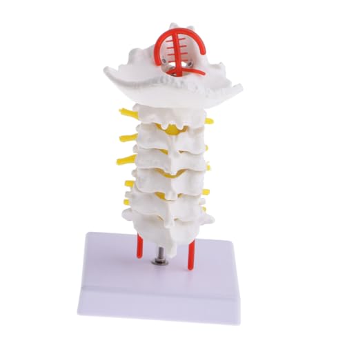 FELTECHELECTR 1Stk Halswirbelsäule mit Halsschlagader Beckenmodell Halswirbelsäulenmodell menschliche Anatomie Puppe Halswirbelmodell Zwischenwirbelmodell Anatomiemodell anatomisches Modell PVC von FELTECHELECTR