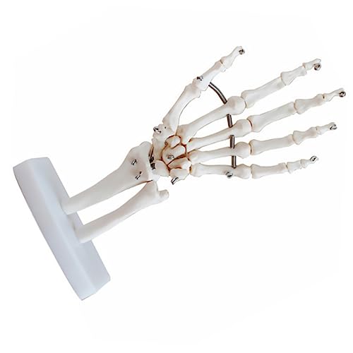 FELTECHELECTR Handgelenk Modell Menschlich Anatomiemodell Der Hand Skelett Hände Nägel Puppe Handgelenk-simulationsmodell Gemeinsames Modell Handmodellhalter Anatomiehandknochenmodell Pvc Weiß von FELTECHELECTR