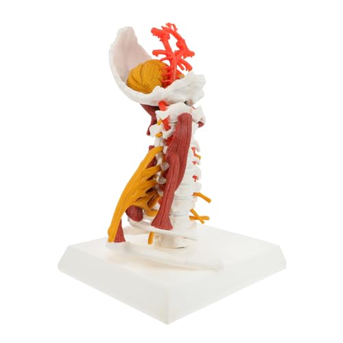 FELTECHELECTR Skelett Skelett Modell Halswirbel Ausstellungsmodell Lehre Halswirbel Modell Anatomisches Modell Der Halswirbelsäule Modell Der Halswirbelsäule Zeigen Medizinisches Modell von FELTECHELECTR