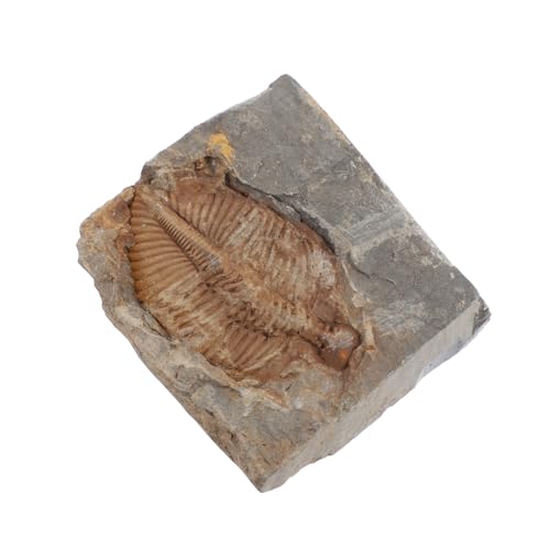 FELTECHELECTR Trilobiten Bildung Marine Echter Trilobit Gefälschtes Trilobit Modell Skulptur Dekorative Trilobiten Skulptur Künstliches Trilobiten Skelett Trilobiten Skelett von FELTECHELECTR