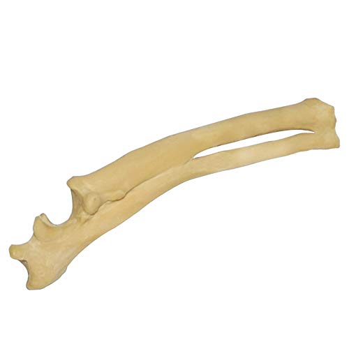 FHUILI Hund Ulna Radius Knochen Modell - Hund Skeleton Knochen Anatomie Modell - Tierisches Skelett Natur Knochen-Modell - für Orthopädische Chirurgie Demonstration Praxis Lehr von FHUILI