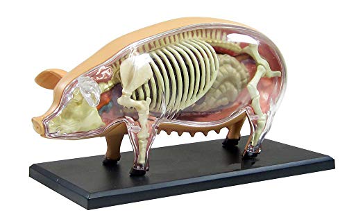 FHUILI Schwein Anatomisches Modell - Tier Anatomie Modell - Abnehmbarer 19 Organe Körperteile Medizinisches Anatomische Tiermodell - für Studien Anzeige Teaching Medical Modell von FHUILI