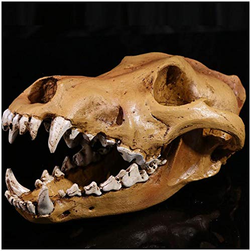 FHUILI Wolf-Schädel-Kopf-Modell - Harz-Material Wolf-Kopf-Modell - Replica Kopf Modell Tierisches Skelett Modell - Wolf-Schädel Tierschädel Figuren - für wissenschaftliches pädagogisches Spielzeug,A von FHUILI