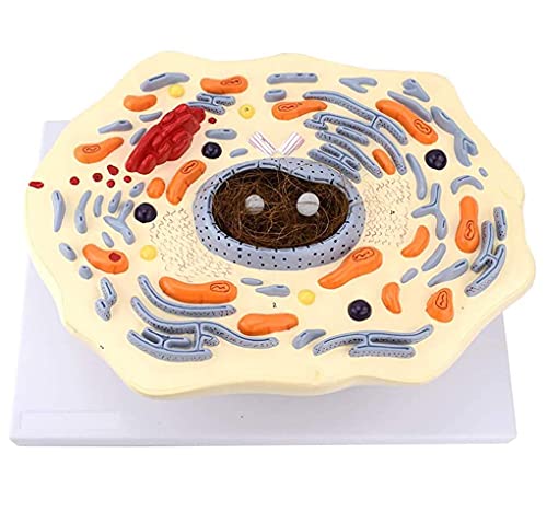 Anatomiemodell, Tierzellenmodell, Tiermodell mit dünner Brust, Tierzellstruktur, mikroskopisch vergrößerter Golgi-Mitochondrien-Organismus, Science-Kits von FLYIFE