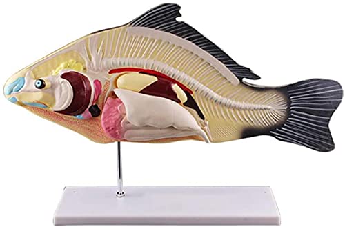 Fischsektionsmodell mit abnehmbarem Eingeweideorgan Biologisches Tiermodell für Demonstrationsmodelle für Aquakultur-Junior-Highschool-Biologieunterricht von FLYIFE